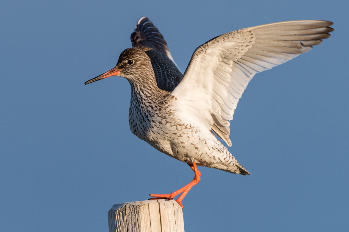 Common Redshank