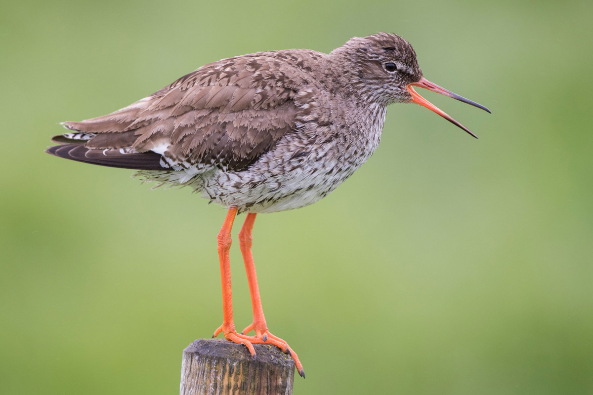Common Redshank