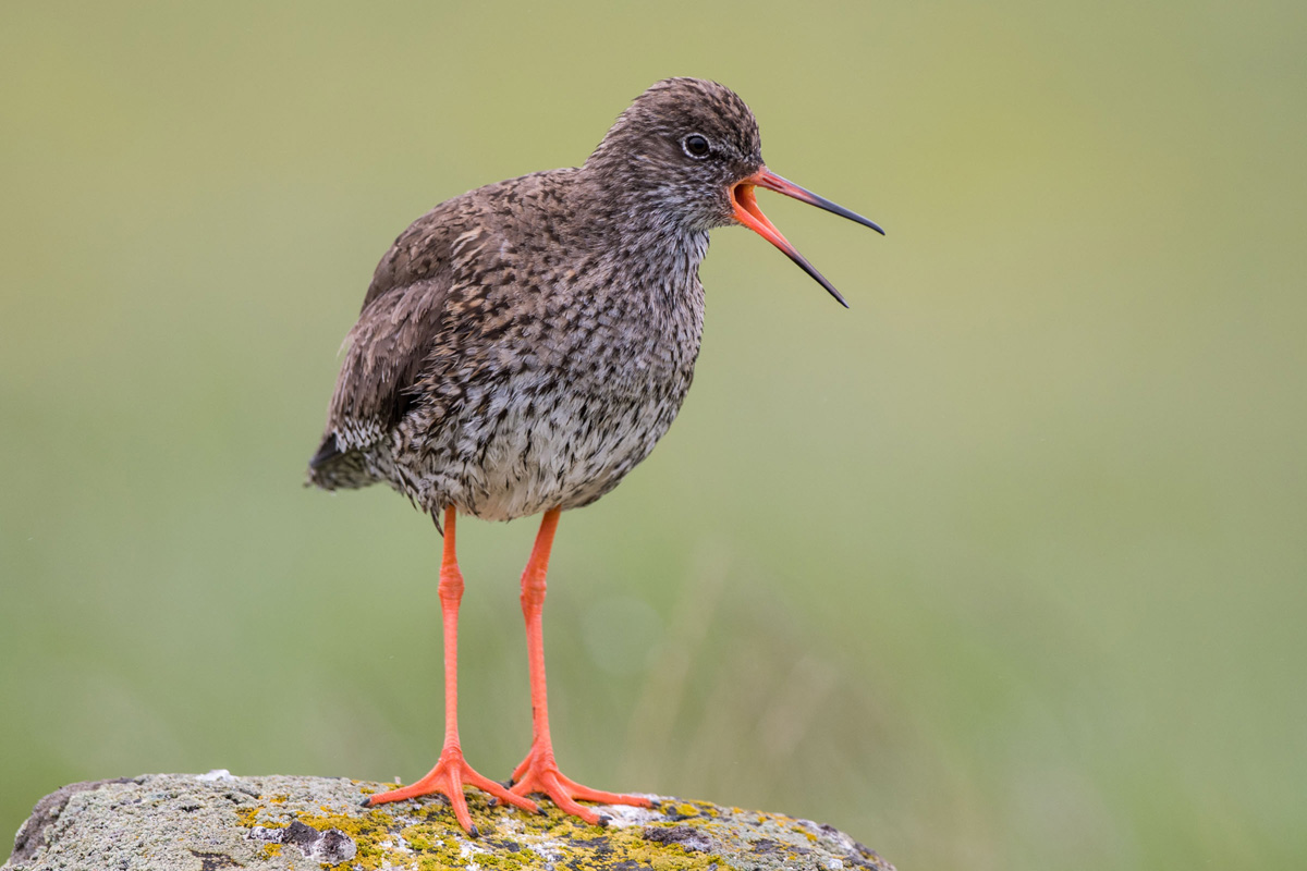 Common Redshank