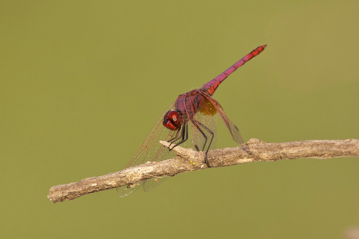 Violet Dropwing