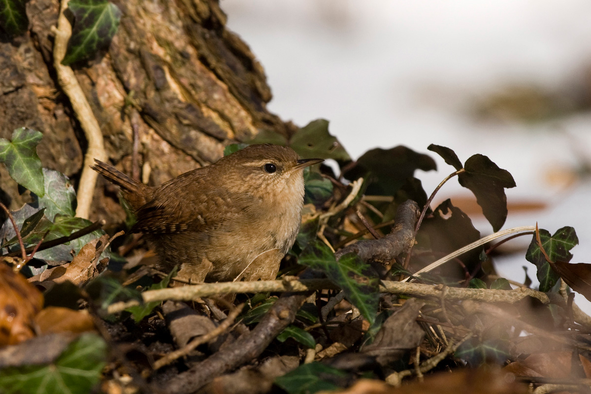 Eurasian Wren