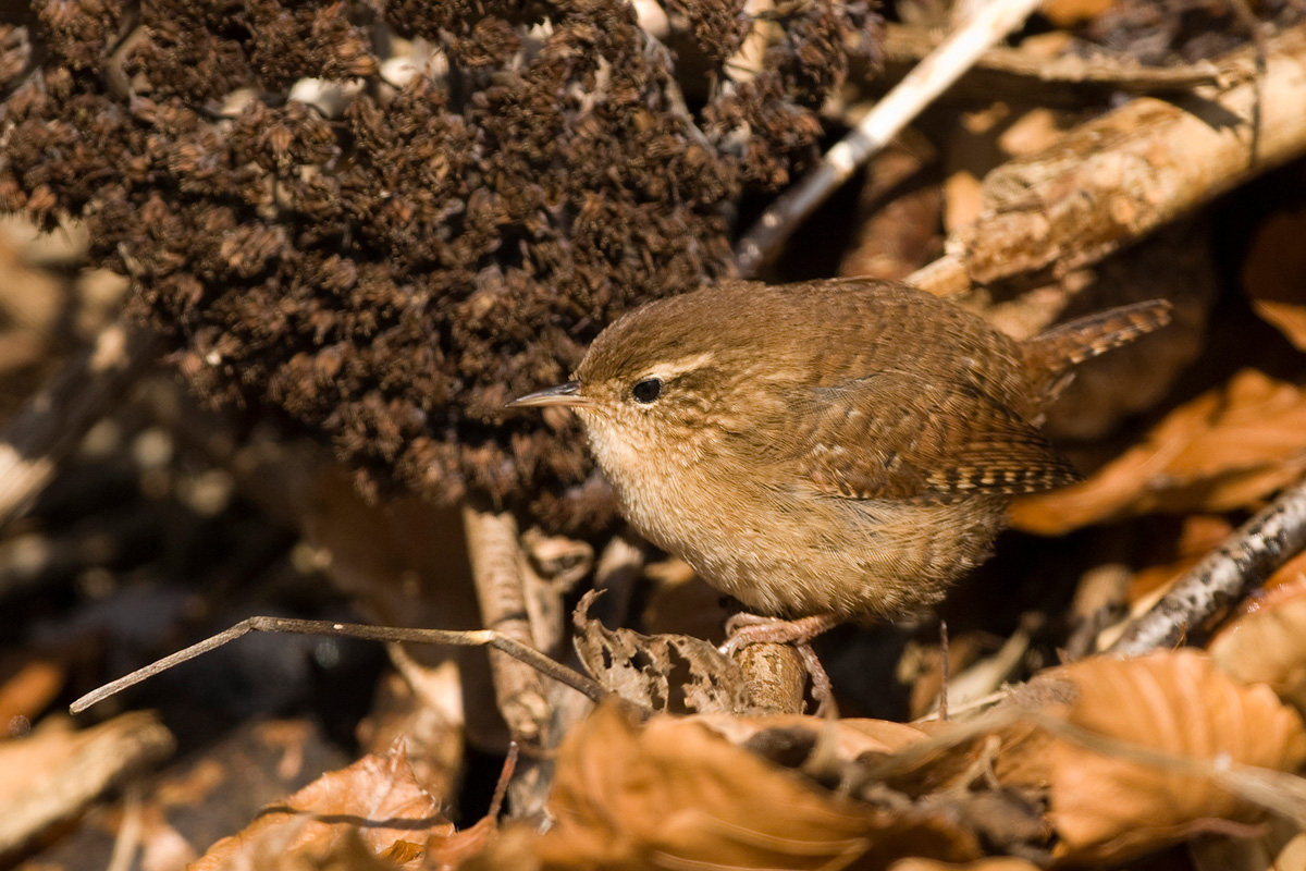 Eurasian Wren