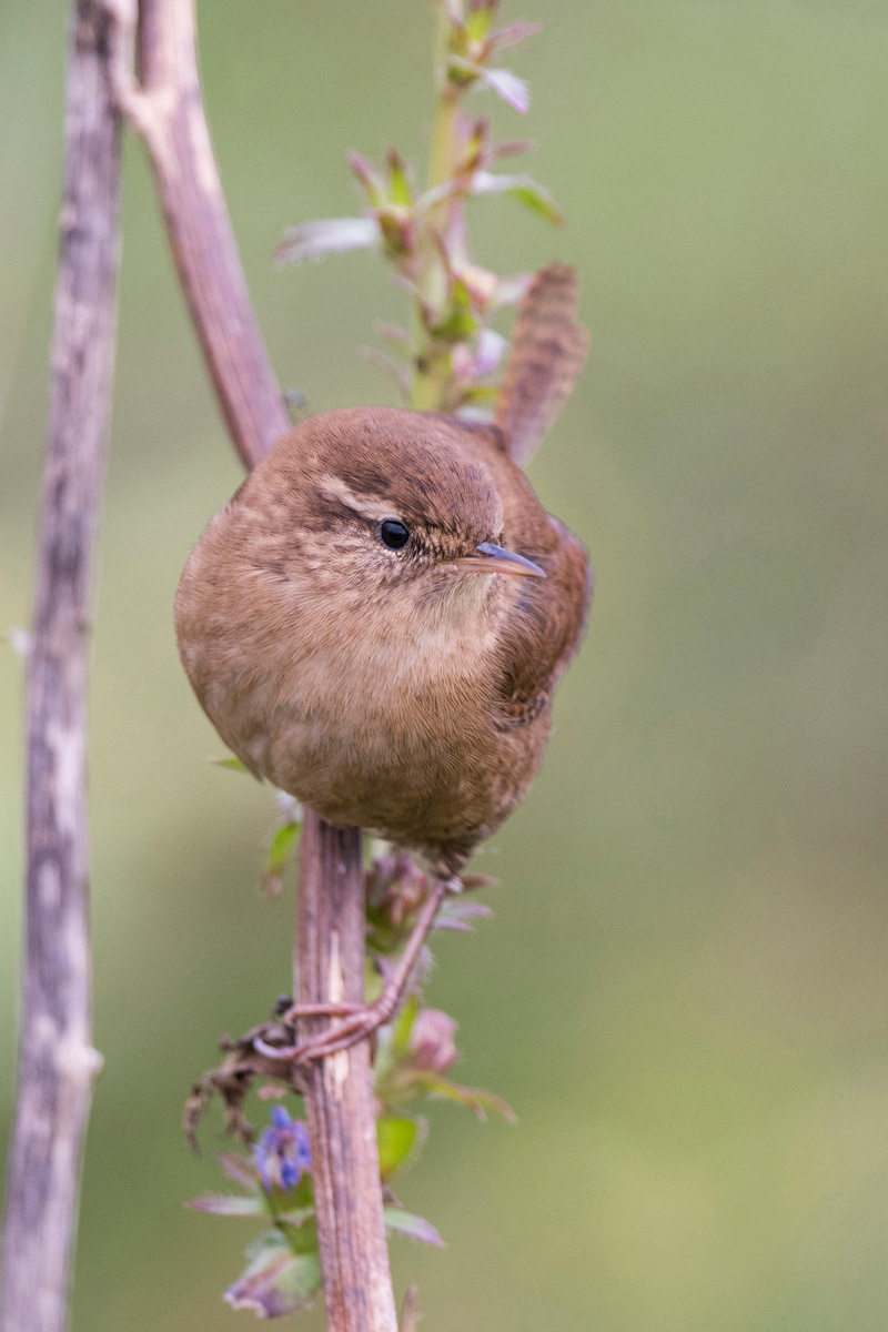 Eurasian Wren
