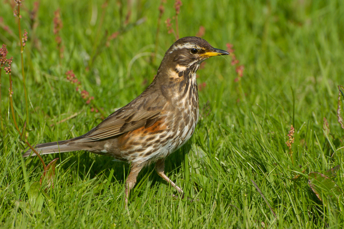 Redwing