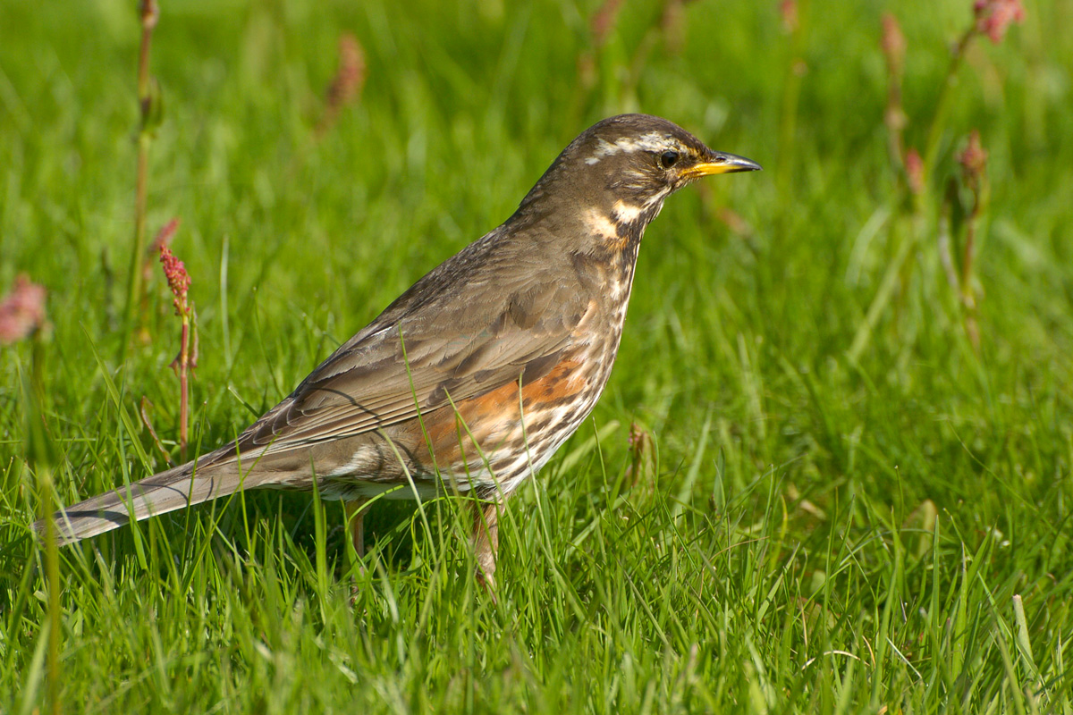 Redwing