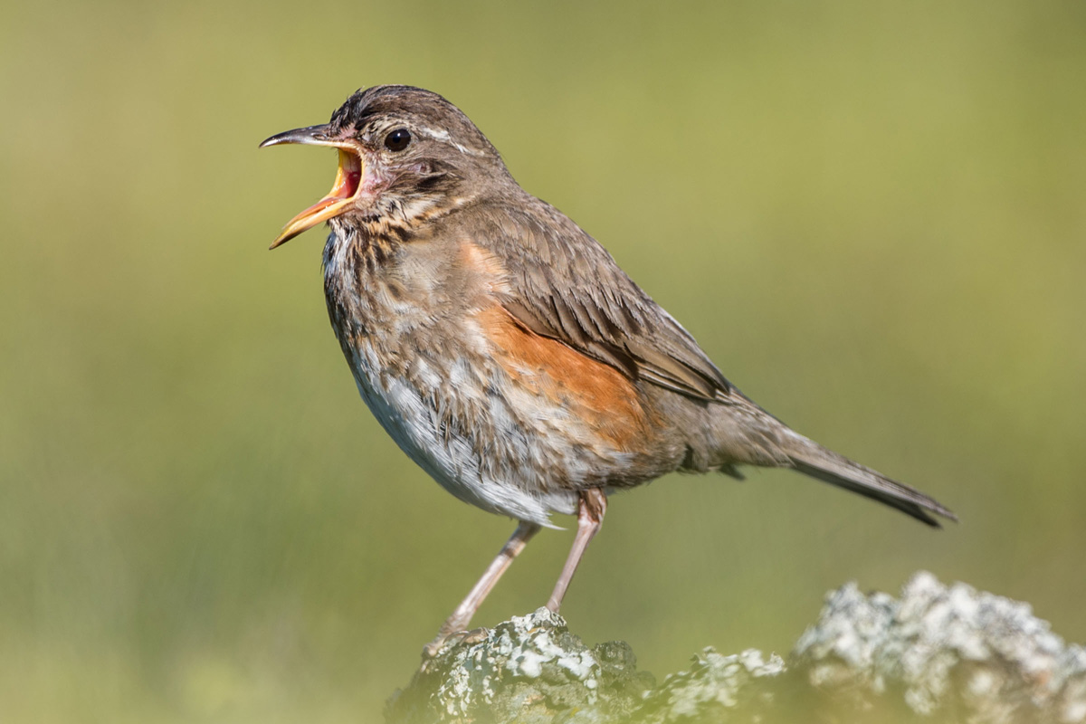 Redwing