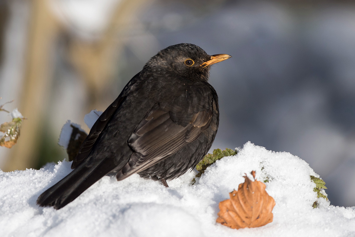 Amsel