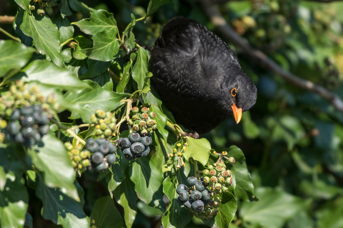 Amsel