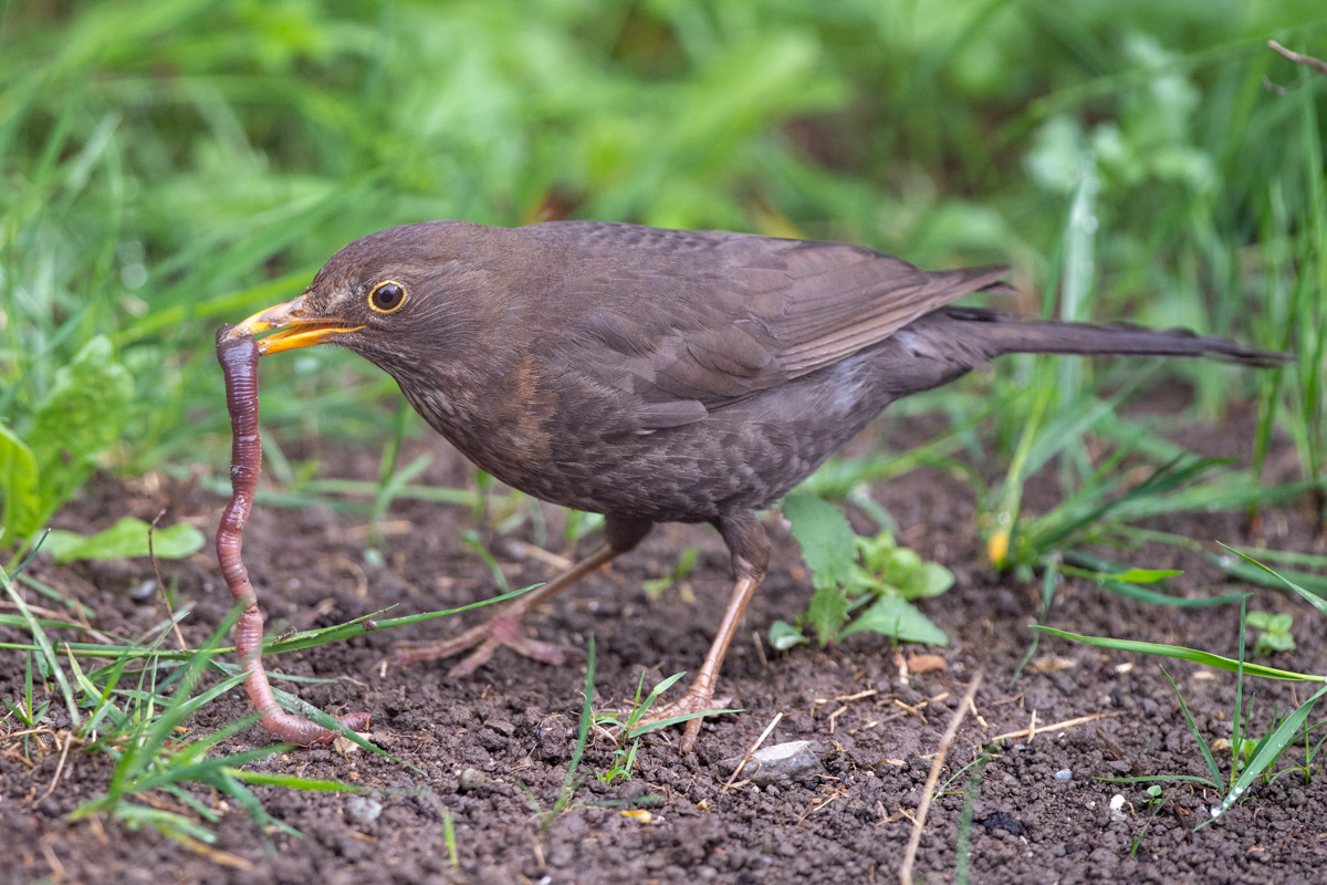 Common Blackbird
