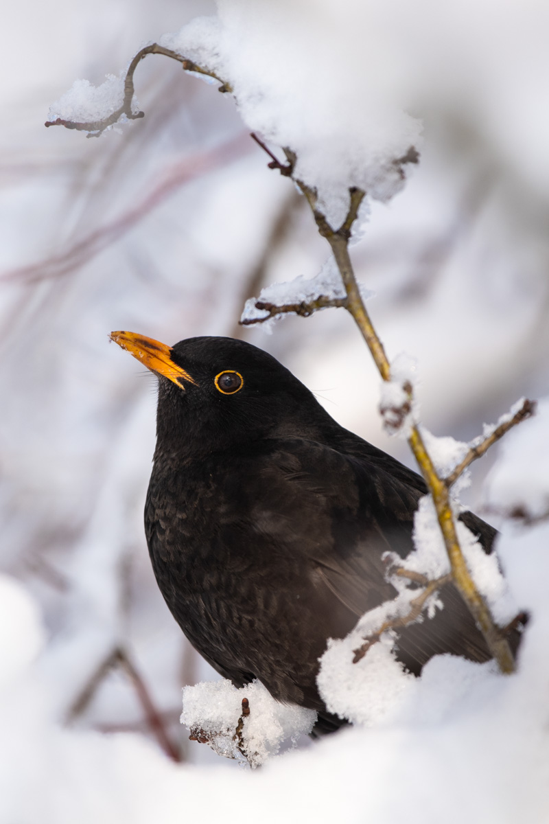 Amsel
