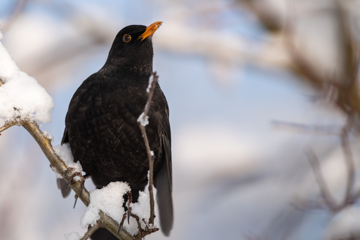 Common Blackbird