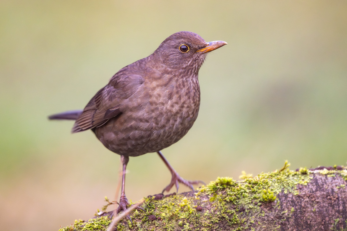 Common Blackbird