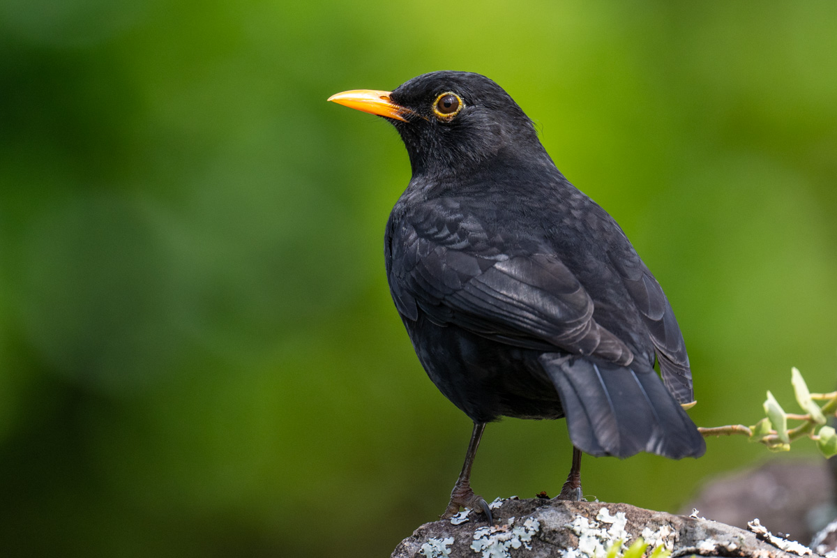 Amsel