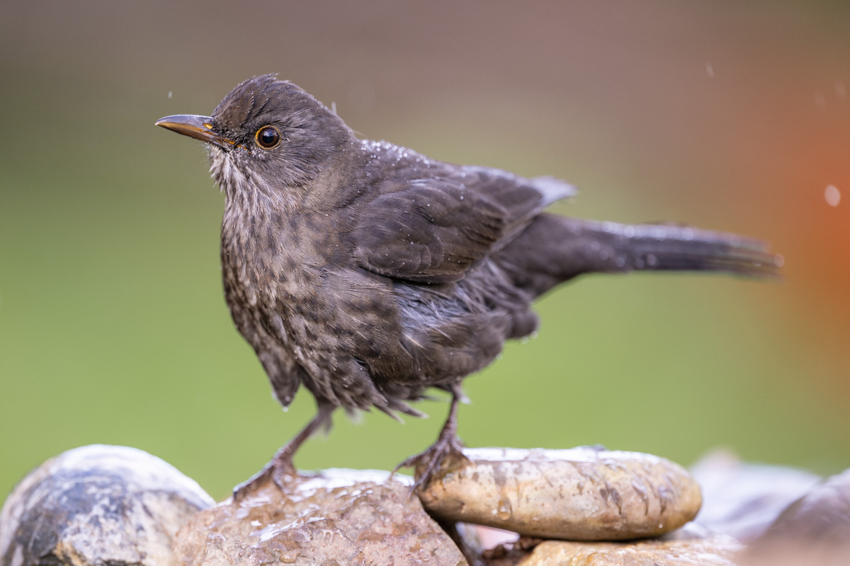 Common Blackbird