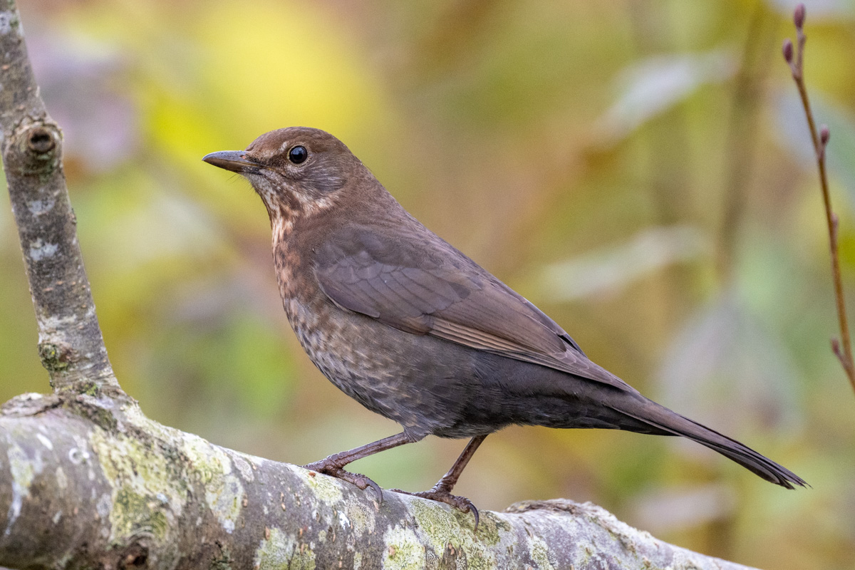 Common Blackbird