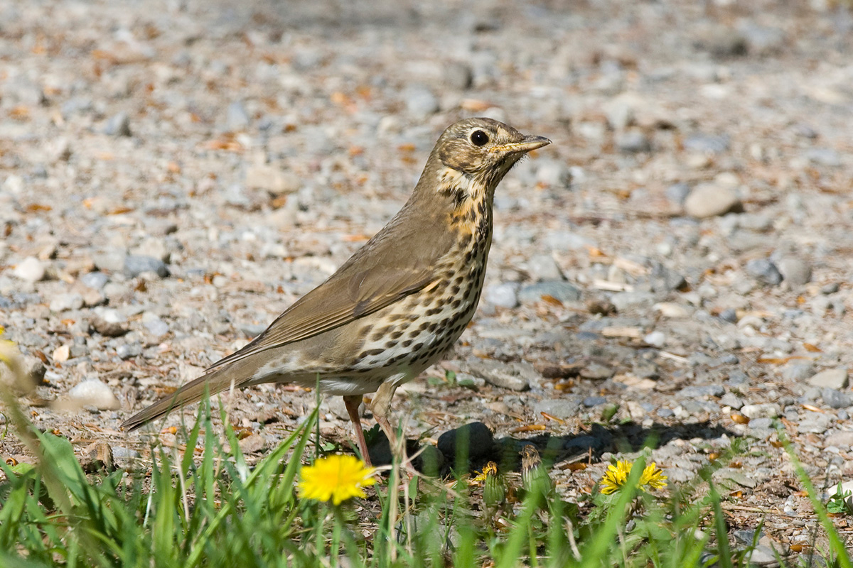 Song Thrush