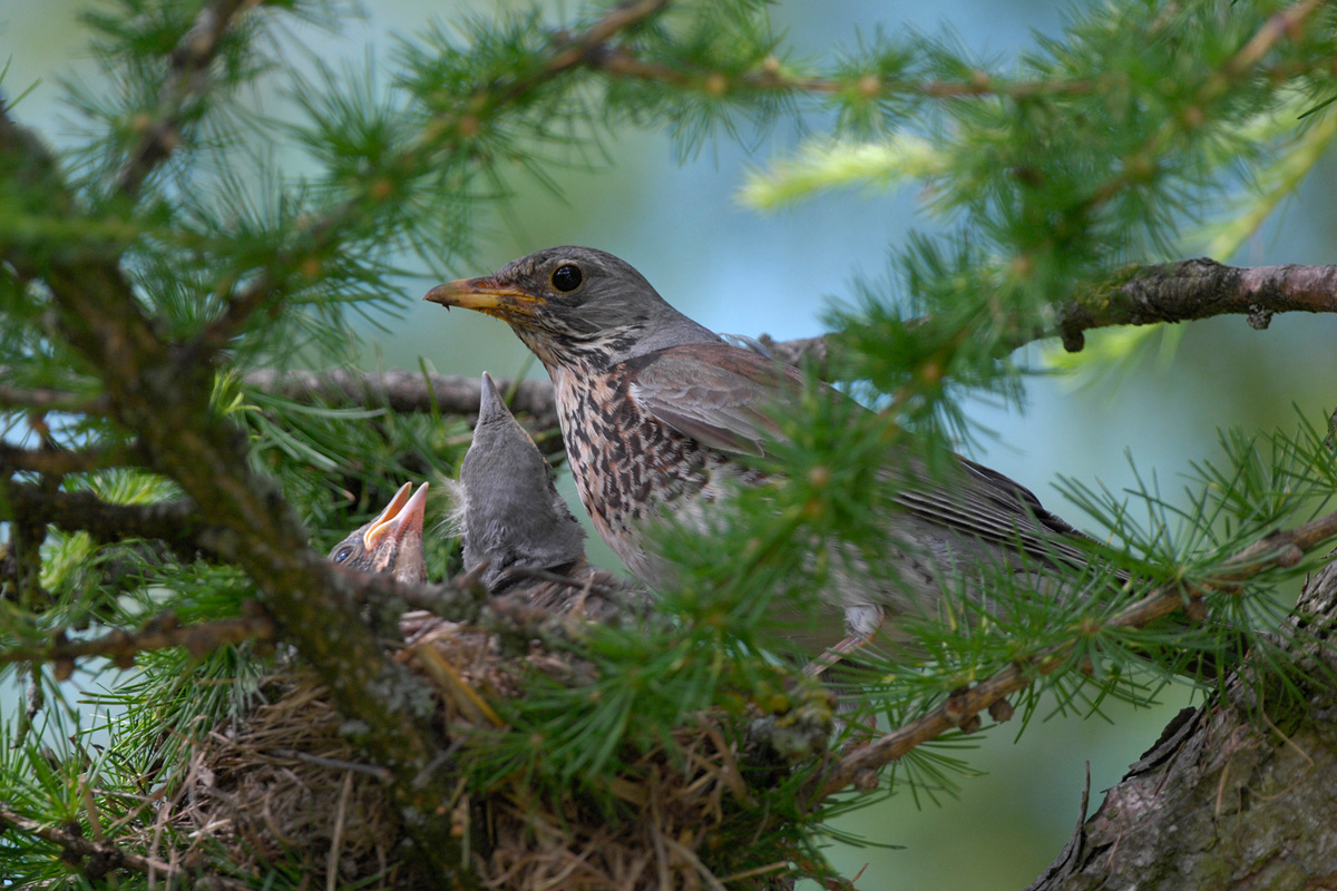 Fieldfare