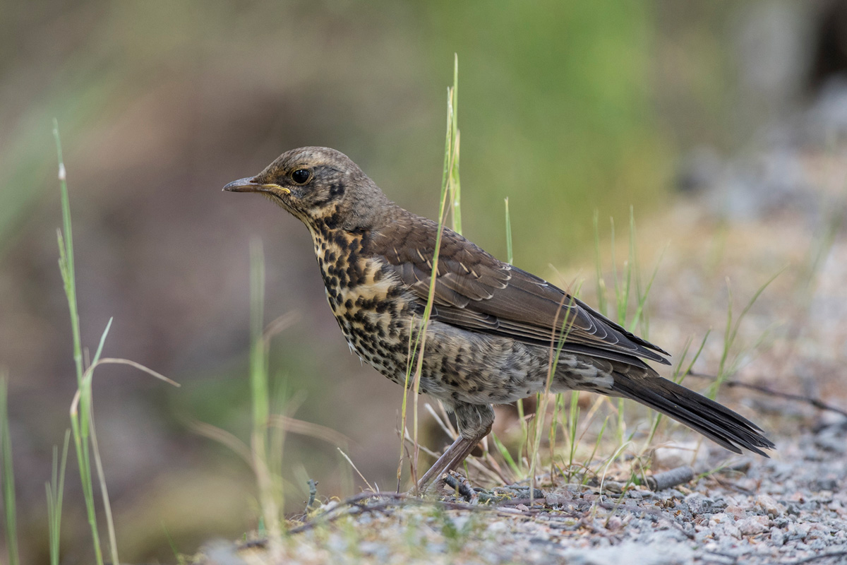 Fieldfare