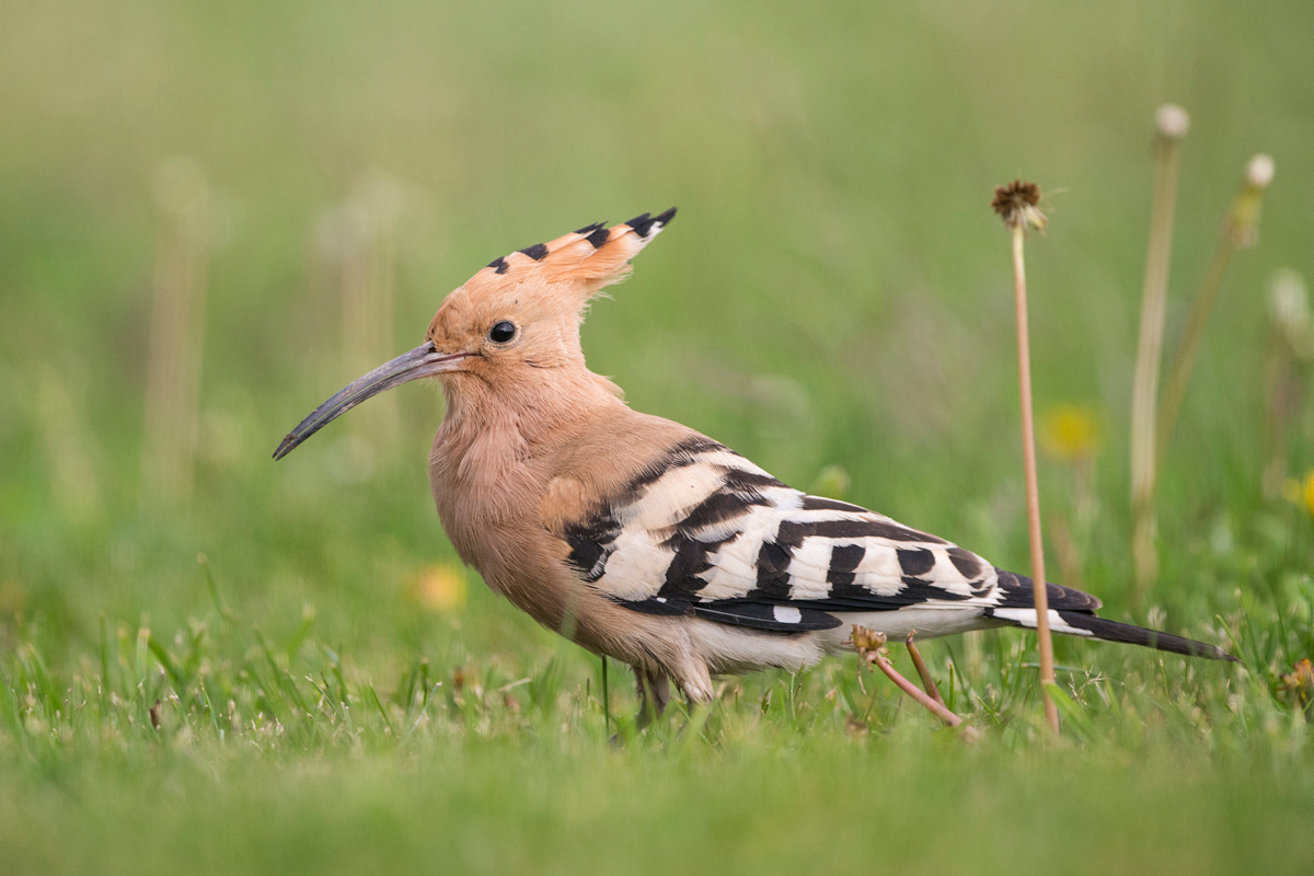 Eurasian Hoopoe