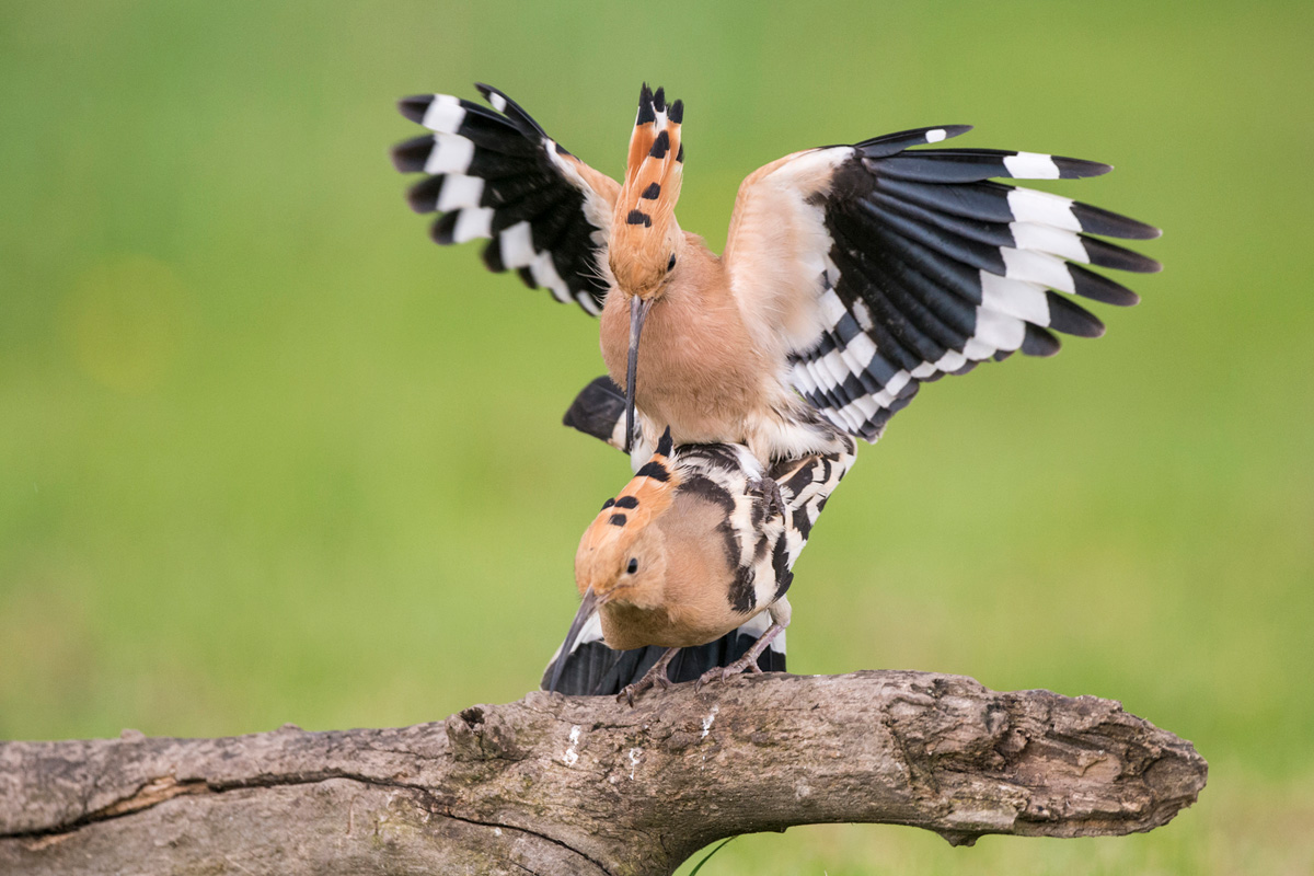 Eurasian Hoopoe