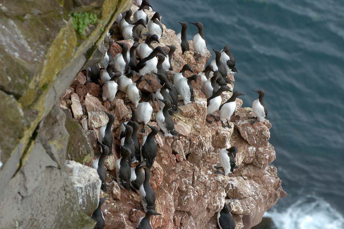 Common Murre