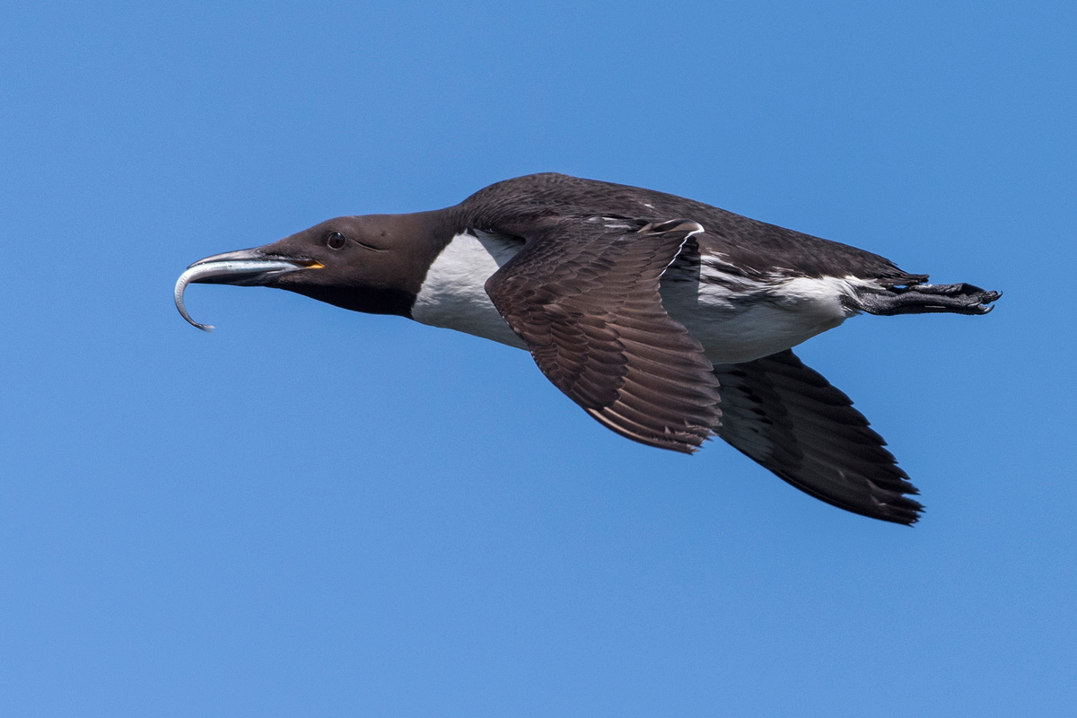 Common Murre