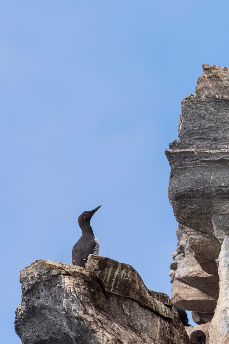 Common Murre
