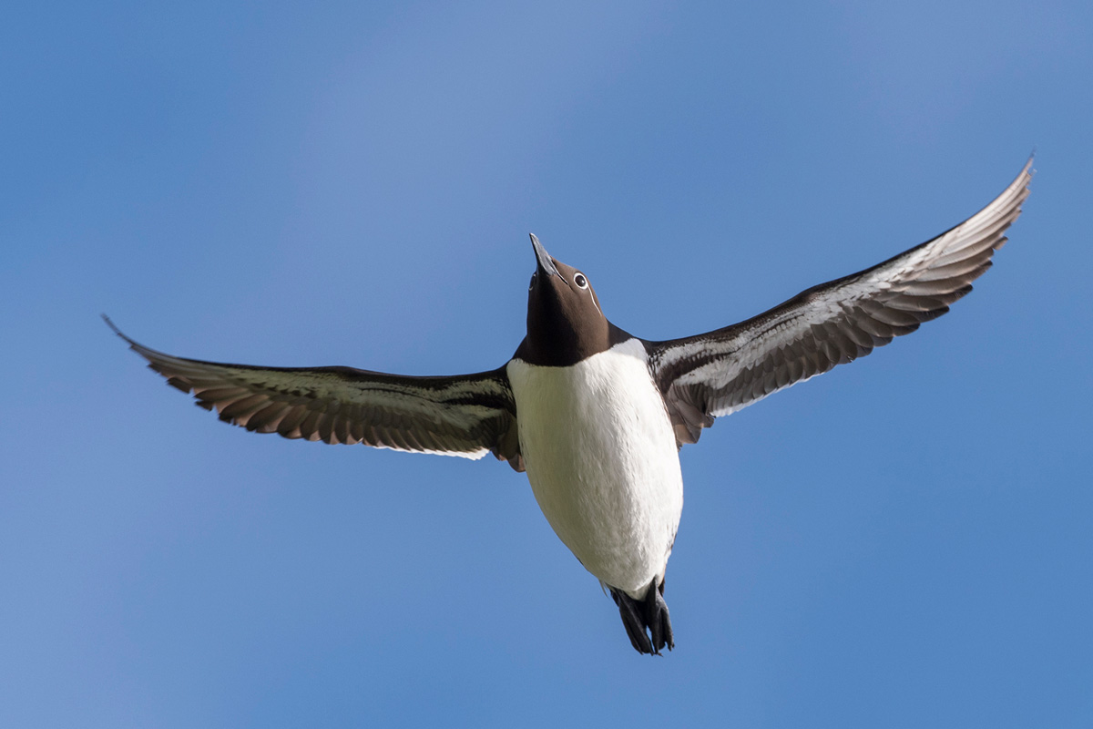 Common Murre