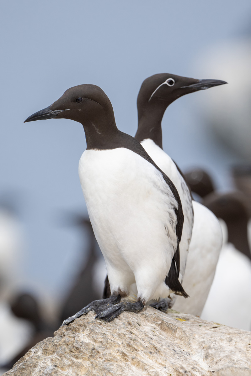 Common Murre