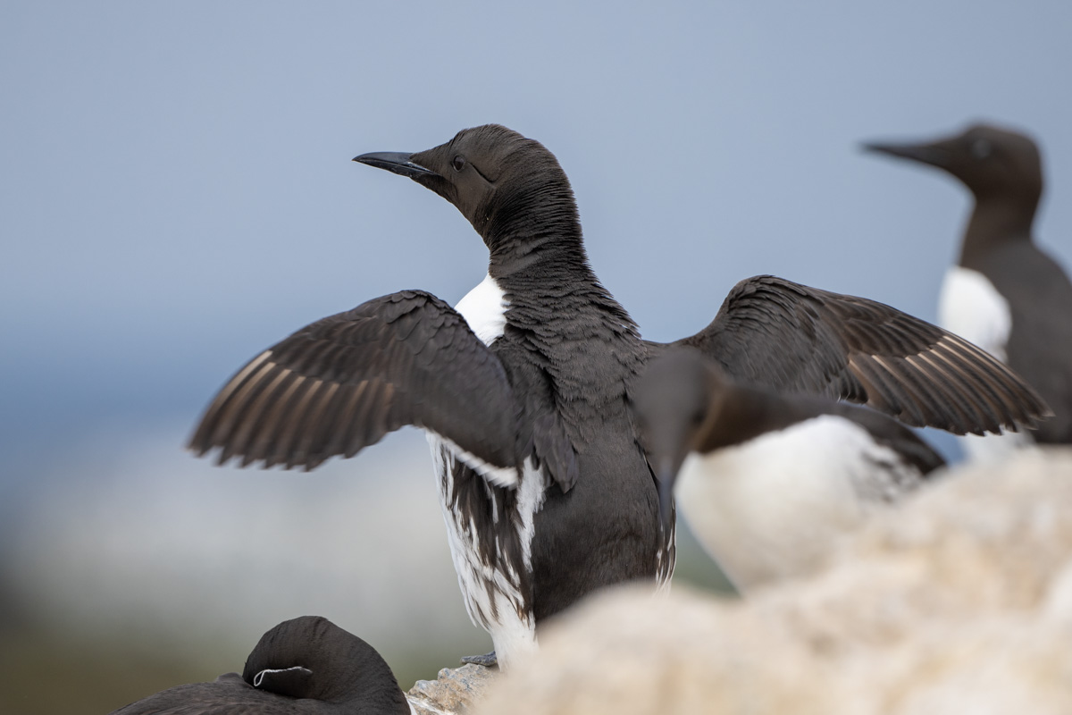 Common Murre