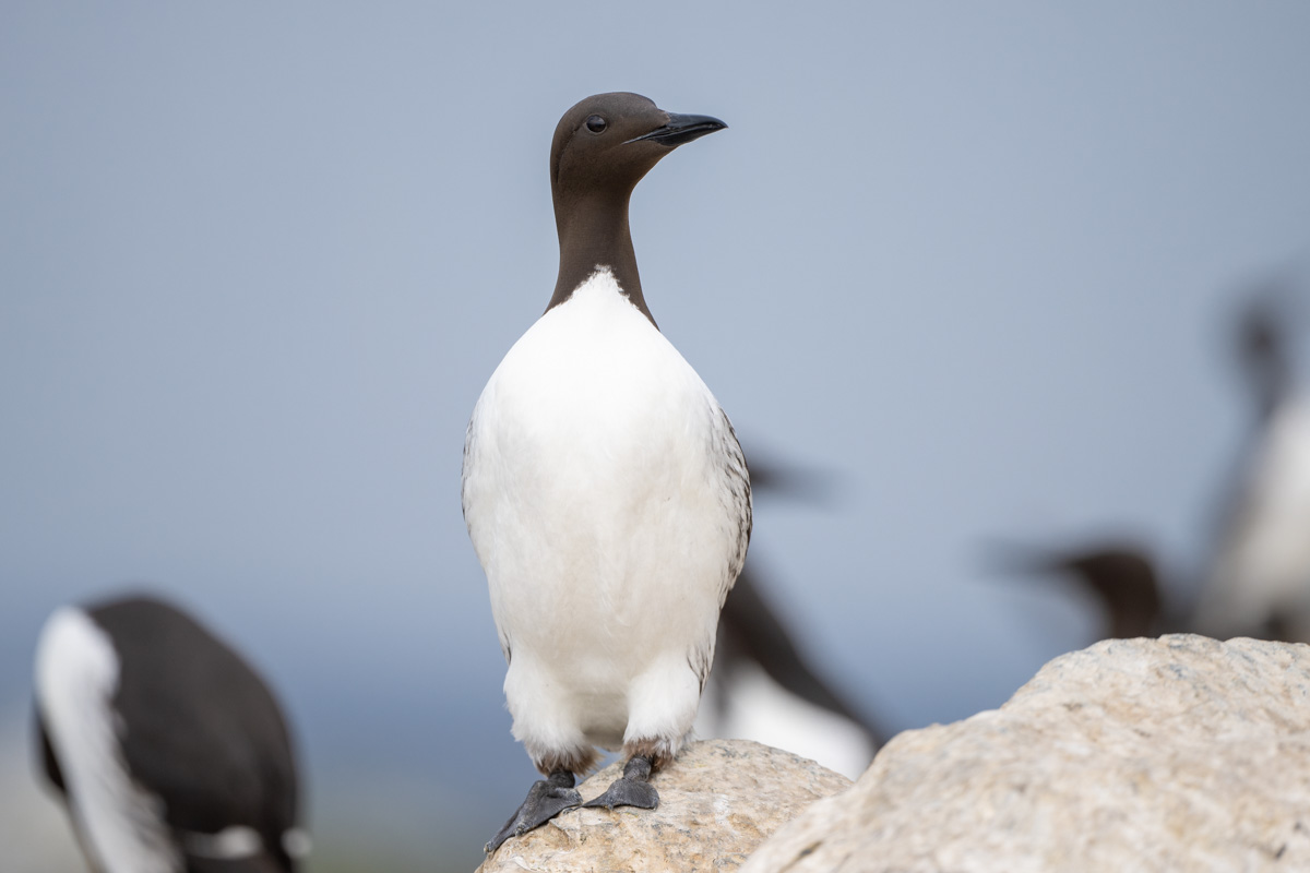Common Murre