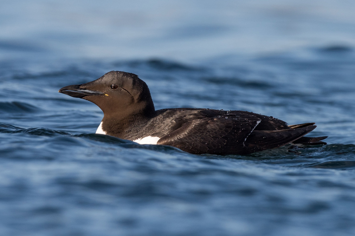 Thick-billed Murre
