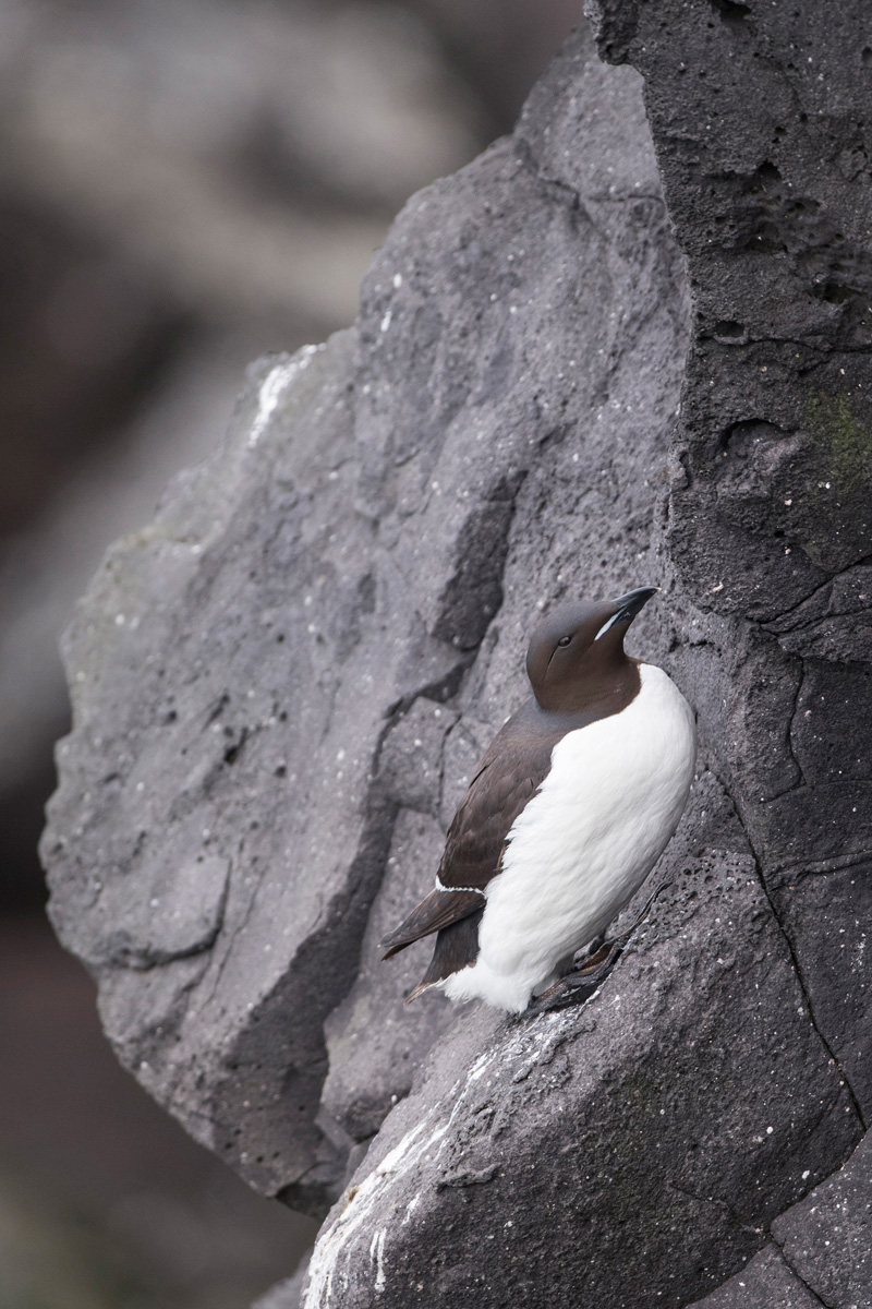 Thick-billed Murre