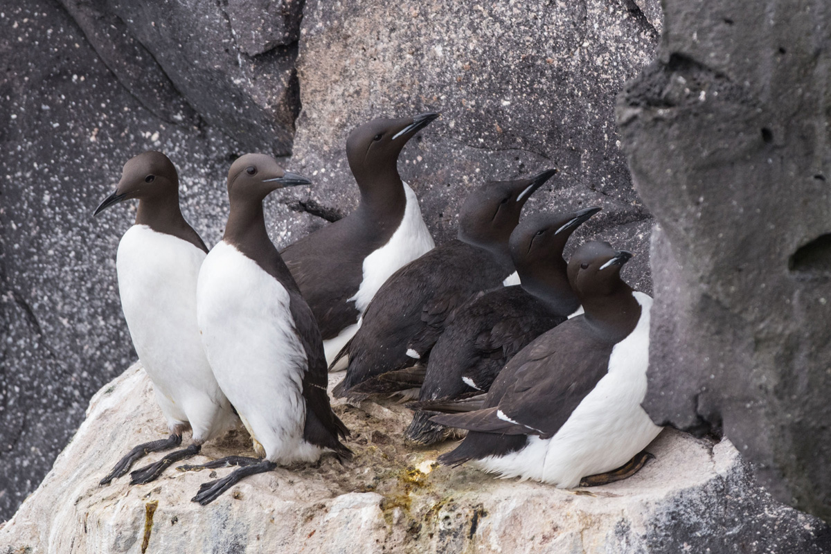 Thick-billed Murre