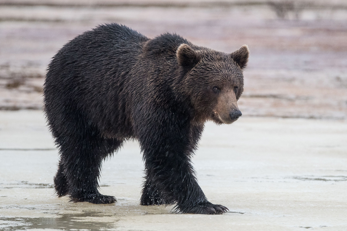 Braunbär