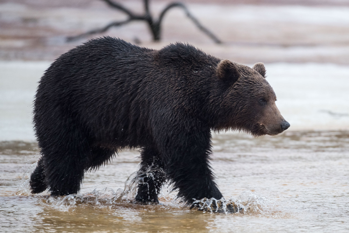 Brown Bear