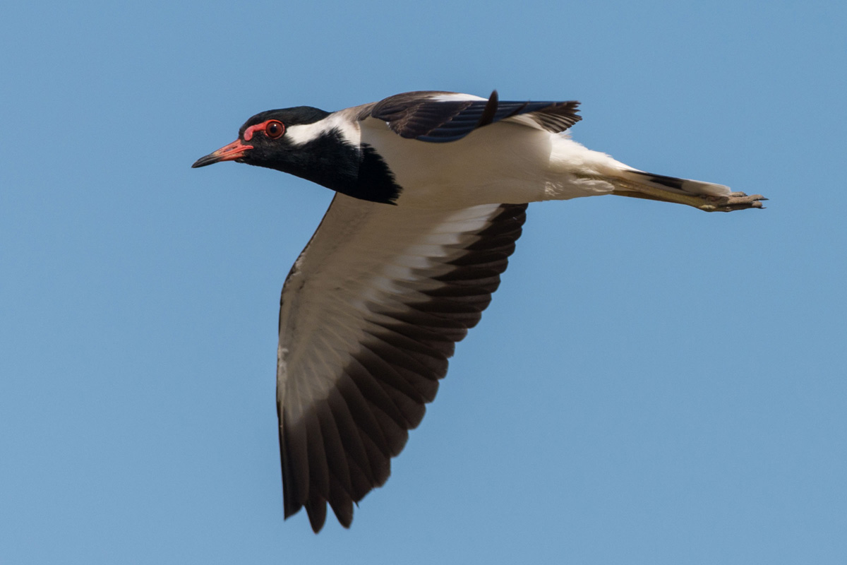 Red-wattled Lapwing