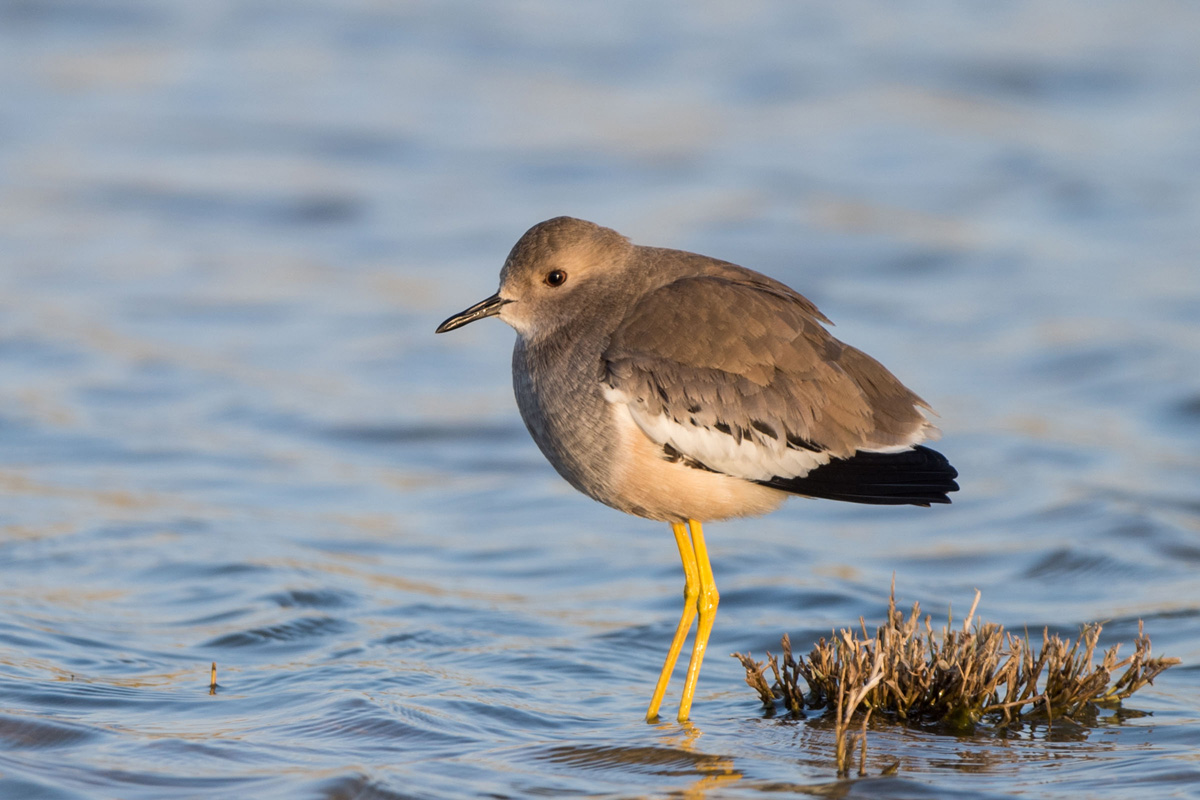 White-tailed Lapwing