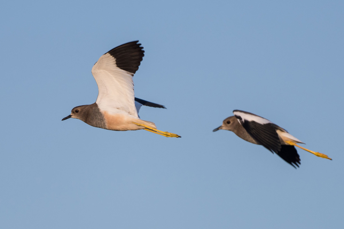 White-tailed Lapwing