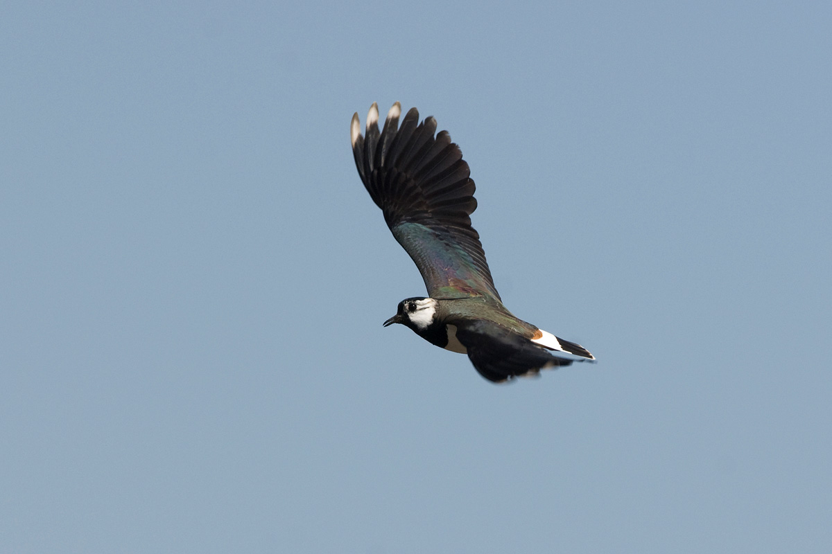 Northern Lapwing