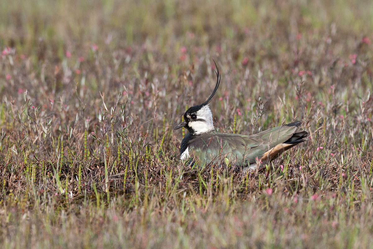Northern Lapwing
