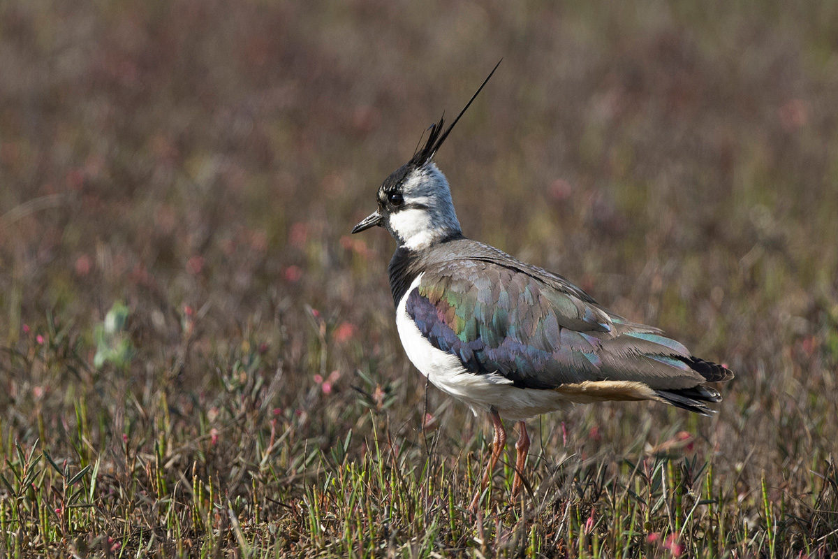 Northern Lapwing