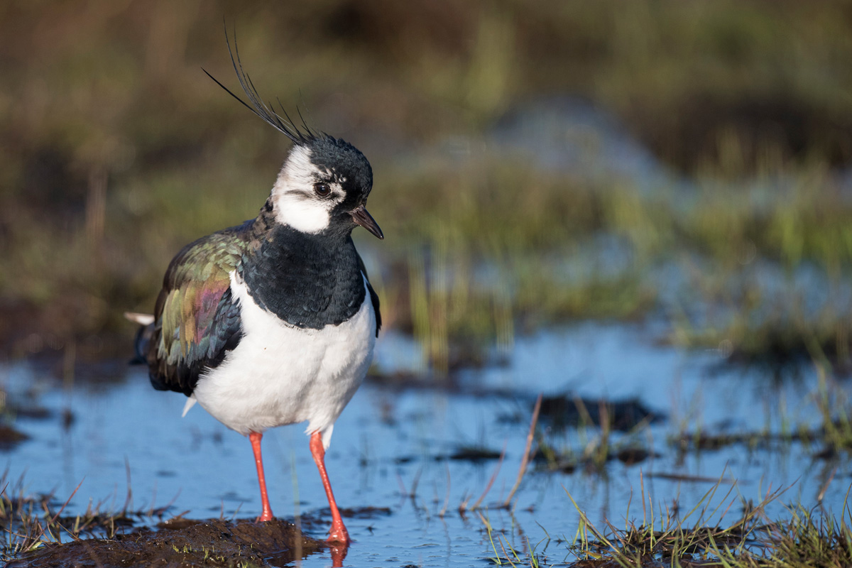 Northern Lapwing