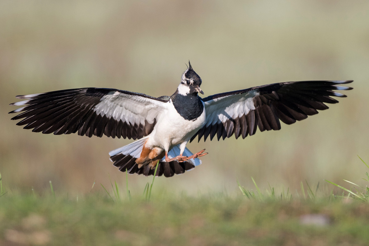 Northern Lapwing