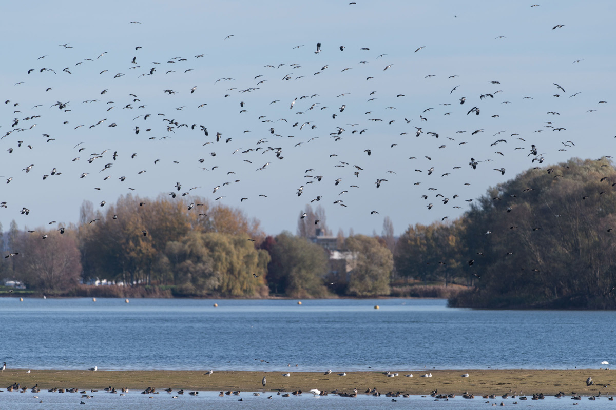 Northern Lapwing