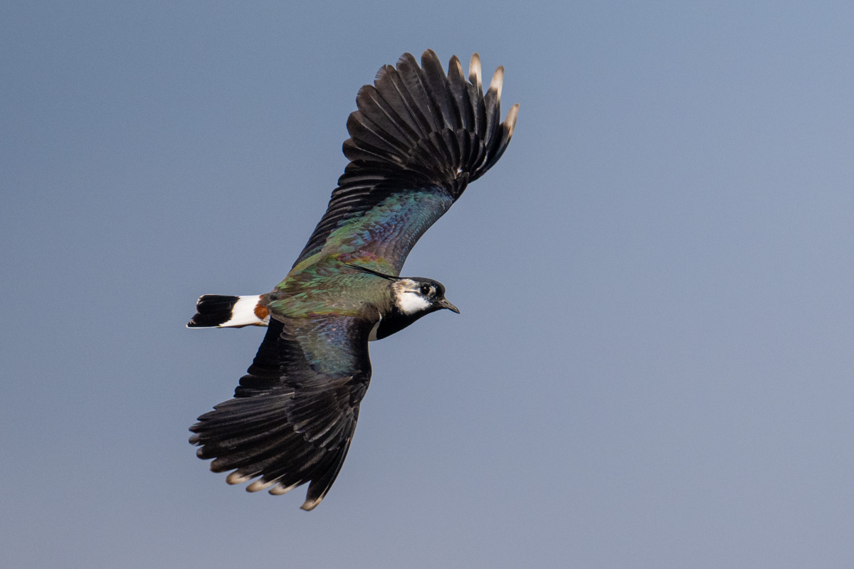 Northern Lapwing