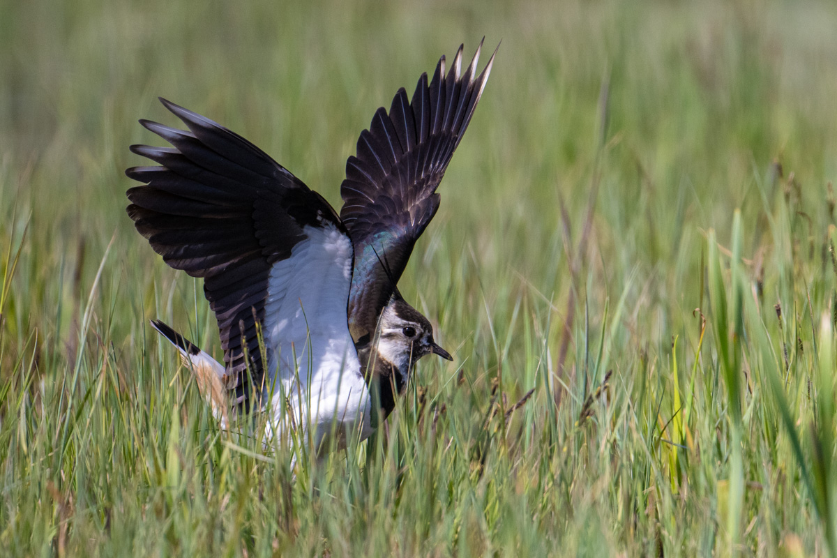 Northern Lapwing