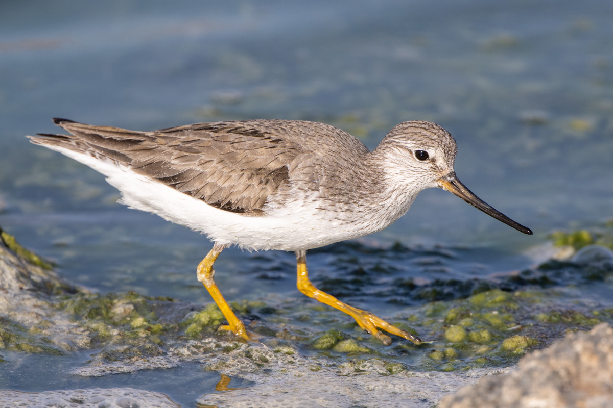Terek Sandpiper