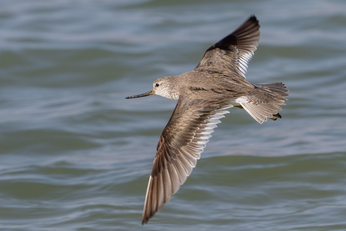 Terek Sandpiper
