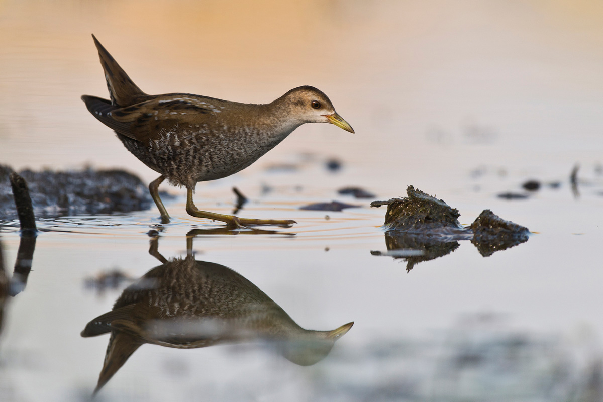 Little Crake